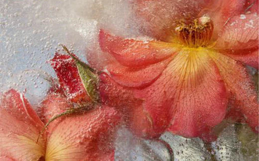 Artboard with orange flowers with ice around them -Why is Smoking Addictive - Ripple+