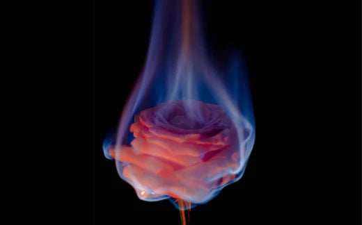 Burning rose on black background